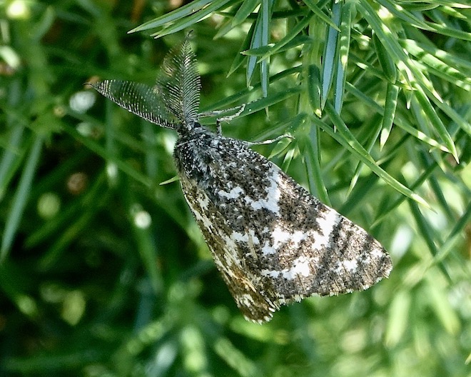 athroolopha pennigeraria